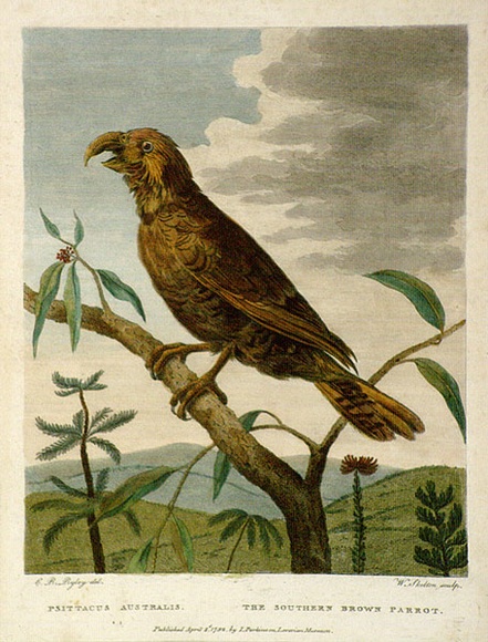 Artist: b'Skelton, William.' | Title: b'Psittacus Australia.The Southern Brown Parrot | Date: 1792 | Technique: b'engraving, printed in black ink, from one copper plate; hand-coloured'