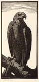 Artist: LINDSAY, Lionel | Title: The brown hawk | Date: 1924 | Technique: wood-engraving, printed in black ink, from one block | Copyright: Courtesy of the National Library of Australia