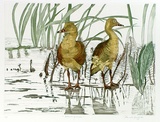 Artist: b'GRIFFITH, Pamela' | Title: b'Whistling ducks' | Date: 1989 | Technique: b'hard ground, aquatint, burnishing, hand tinting on one copper plate' | Copyright: b'\xc2\xa9 Pamela Griffith'