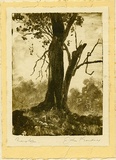Artist: Gardner, John A. | Title: not titled [An old gum]. | Date: 1942 | Technique: monotype, printed in brown innk.
