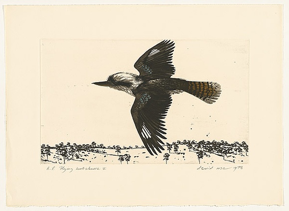 Artist: b'Rose, David.' | Title: b'Flying kookaburra I' | Date: 1978 | Technique: b'aquatint, printed in black ink, from one plate; watercolour additions'