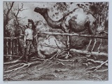 Artist: b'Gray, Rodney.' | Title: b'not titled [man and camels]' | Date: 1997, September | Technique: b'etching, printed in black ink, from one plate'