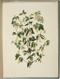 Artist: Charsley, Fanny Anne. | Title: Corræa speciosa [native fuchsia]. | Date: 1867 | Technique: lithograph, printed in black ink, from one stone; handcoloured