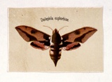 Artist: Scott, Harriet. | Title: Deilephila euphorbiae | Date: c.1860 | Technique: lithograph, printed in colour, from multiple stones