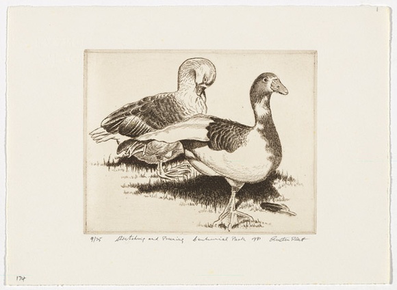 Artist: b'PLATT, Austin' | Title: b'Stretching and preening Centennial Park' | Date: 1981 | Technique: b'etching, printed in black ink, from one plate'
