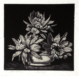 Artist: b'LINDSAY, Lionel' | Title: b'Red Cactus' | Date: 1939 | Technique: b'wood-engraving, printed in black ink, from one block' | Copyright: b'Courtesy of the National Library of Australia'