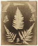 Artist: b'Jackson, Robert.' | Title: b'(Eight fern leaves)' | Date: 1875 | Technique: b'splatterwork, printed in brown/black ink, from one stencil'