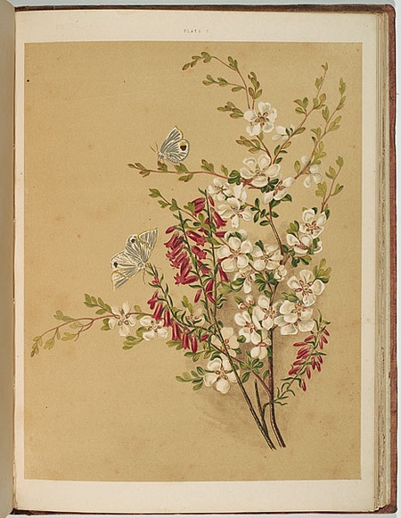 Artist: b'Meredith, Louisa Anne.' | Title: b'Tea-tree and epacris' | Date: 1860 | Technique: b'lithograph, printed in colour, from multiple stones'