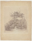 Artist: b'Glover, John.' | Title: b'Blasted oak.' | Date: c.1797 | Technique: b'softground-etching, printed in black ink, from one copper plate'