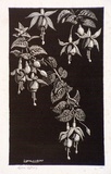 Artist: b'LINDSAY, Lionel' | Title: b'Fuchsias' | Date: 1939 | Technique: b'wood-engraving, printed in black ink, from one block' | Copyright: b'Courtesy of the National Library of Australia'