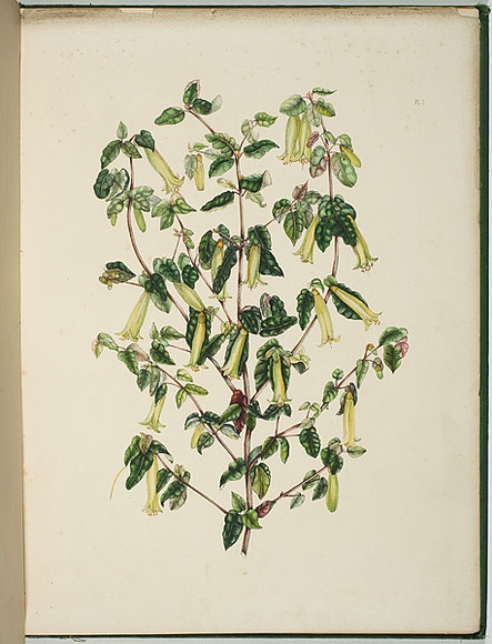 Artist: b'Charsley, Fanny Anne.' | Title: b'Corr\xc3\xa6a speciosa [native fuchsia].' | Date: 1867 | Technique: b'lithograph, printed in black ink, from one stone; handcoloured'