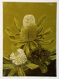 Artist: FLETCHER, William. | Title: Banksia Serrata II. | Date: 1978 | Technique: screenprint, printed in colour, from multiple stencils | Copyright: With the permission of The William Fletcher Trust which provides assistance to young artists.