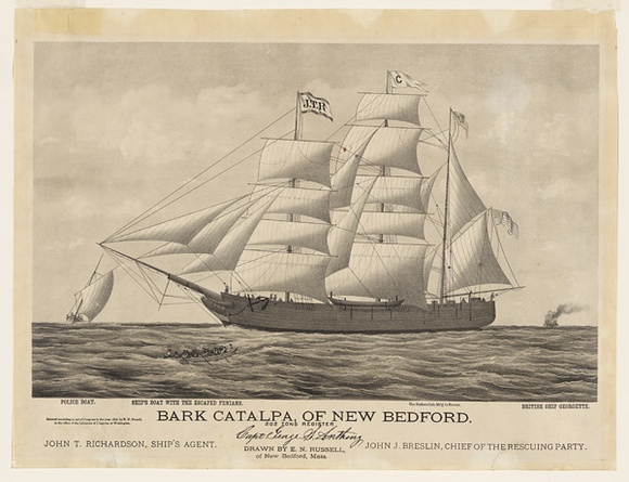 Title: b'Bark Catalpa of New Bedford' | Date: 1876 | Technique: b'lithograph, printed in black ink, form one stone'