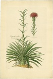 Artist: b'Bauer, Ferdinand.' | Title: b'Gymea lily (parts i).' | Date: 1806-13 | Technique: b'engraving, printed in colour, from one plate; hand-coloured; letterpress'