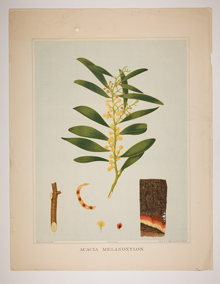 Artist: b'Fiveash, Rosa' | Title: b'Acacia melanoxylon.' | Date: 1882 | Technique: b'lithograph, printed in colour, from multiple stones [or plates]'