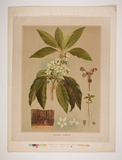 Artist: b'UNKNOWN' | Title: b'Tristania conferta' | Date: 1882 | Technique: b'lithograph, printed in colour, from multiple stones [or plates]'