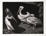 Artist: b'LINDSAY, Lionel' | Title: b'Pelicans' | Date: 1938 | Technique: b'wood-engraving, printed in black ink, from one block' | Copyright: b'Courtesy of the National Library of Australia'