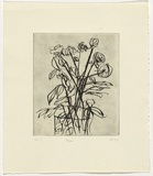 Artist: Furlonger, Joe. | Title: Roses | Date: 1992 | Technique: etching, printed in black ink, from one plate