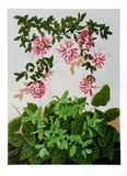 Artist: b'letcher, William.' | Title: b'Grevillea.' | Date: 1978 | Technique: b'screenprint, printed in colour, from multiple stencils' | Copyright: b'With the permission of The William Fletcher Trust which provides assistance to young artists.'
