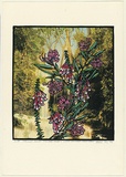 Title: b'Grevillea sericea - silky spider flower & epacris longiflora - native fuchia' | Date: 1990 | Technique: b'screenprint, printed in colour, from multiple stencils'