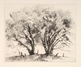 Artist: b'FEINT, Adrian' | Title: b'Basket willow.' | Date: (1922) | Technique: b'etching, printed in black ink, from one plate' | Copyright: b'Courtesy the Estate of Adrian Feint'