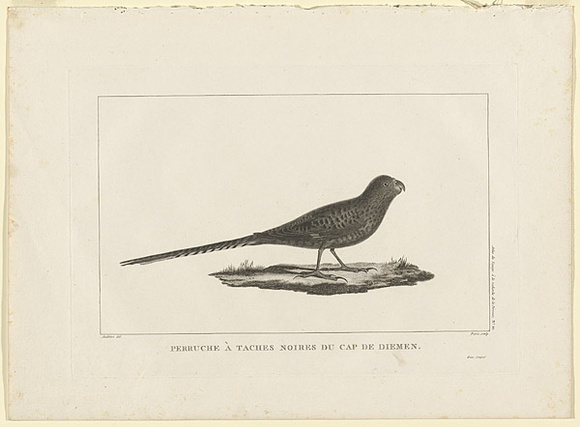 Title: b'Perruche a taches noires du Cap de Diemen.' | Date: 1800 | Technique: b'engraving, printed in black ink, from one copper plate'