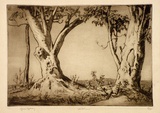 Artist: LINDSAY, Lionel | Title: White gums | Date: 1937 | Technique: drypoint, printed in brown ink with plate-tone, from one plate | Copyright: Courtesy of the National Library of Australia