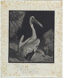 Artist: LINDSAY, Lionel | Title: The Pelican | Date: 1923 | Technique: wood-engraving, printed in black ink, from one block | Copyright: Courtesy of the National Library of Australia