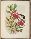 Artist: b'Meredith, Louisa Anne.' | Title: b'Waratah and native arbutus' | Date: 1860 | Technique: b'lithograph, printed in colour, from multiple stones'