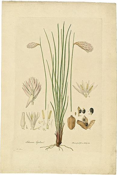 Artist: b'Bauer, Ferdinand.' | Title: b'Johnsonia lupulina.' | Date: 1806-13 | Technique: b'engraving, printed in colour, from one plate; hand-coloured; letterpress'