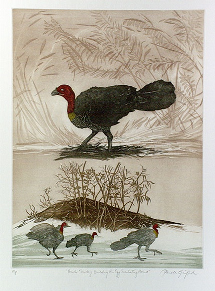 Artist: b'GRIFFITH, Pamela' | Title: b'The Brush Turkey building and egg incubating mound' | Date: 1989 | Technique: b'hard ground, aquatint, sugarlift, printed from two copper plates; additional hand-tinting' | Copyright: b'\xc2\xa9 Pamela Griffith'