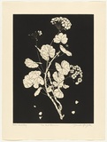 Artist: b'GRIFFITH, Pamela' | Title: b'The Red Geranium' | Date: 1988 | Technique: b'hardground-etching and aquatint, printed in black ink, from one copper plate' | Copyright: b'\xc2\xa9 Pamela Griffith'