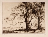 Artist: b'Pratt, Douglas.' | Title: b'Gums on Monaro' | Date: c.1932 | Technique: b'etching, printed in brown ink, from one plate'