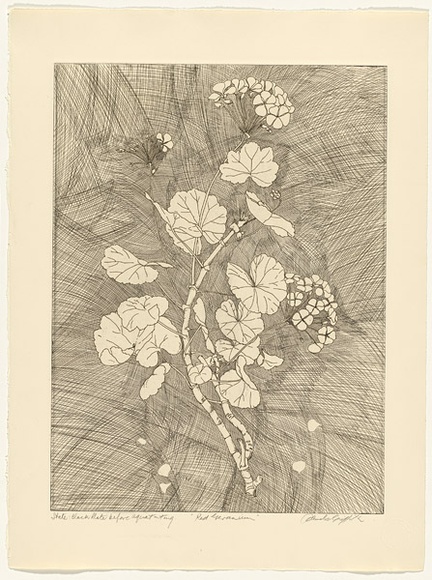 Artist: b'GRIFFITH, Pamela' | Title: b'The Red Geranium' | Date: 1988 | Technique: b'hardground-etching and aquatint, printed in black ink, from one copper plate' | Copyright: b'\xc2\xa9 Pamela Griffith'