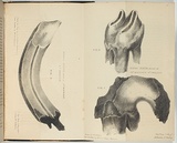 Artist: b'Hobson, Margaret.' | Title: b'Fossil teeth found at Mt Macedon, Port Phillip.' | Date: 1846 | Technique: b'lithograph, printed in black ink, from one stone'
