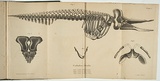 Artist: WALL, William S | Title: Catodon australis | Date: 1851 | Technique: lithograph, printed in black ink, from one stone