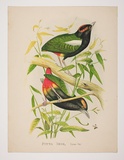 Artist: HAMEL | Title: Rainbow pitta | Technique: lithograph, printed in colour, from multiple stones [or plates]