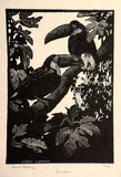 Artist: LINDSAY, Lionel | Title: Toucans | Date: 1925 | Technique: wood-engraving, printed in black ink, from one block | Copyright: Courtesy of the National Library of Australia