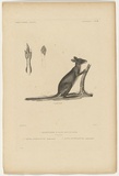 Title: bKanguroo d'Aro\xc3\xa9, jeune m\xc3\xa2le [Kangaroo from Aroa, young male] | Technique: b'engraving, printed in black ink, from one plate'