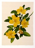 Artist: b'letcher, William.' | Title: b'Twining Guinea flower.' | Date: 1979 | Technique: b'screenprint, printed in colour, from multiple stencils' | Copyright: b'With the permission of The William Fletcher Trust which provides assistance to young artists.'