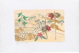 Artist: BRADHURST, Jane | Title: Kimberley rose and birdflower, Kimberley. | Date: 1997 | Technique: lithograph, printed in black ink, from one stone; hand-coloured in watercolour