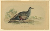 Title: b'Phaps chalcoptera ((Bronze-Winged Ground Dove) Native of Australia.' | Date: c.1832 | Technique: b'etching, printed in black ink, from one plate; hand-coloured'