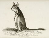 Title: b'Tufted tailed or Mountain Kangaroo' | Date: 1825 | Technique: b'engraving, printed in black ink, from one copper plate'