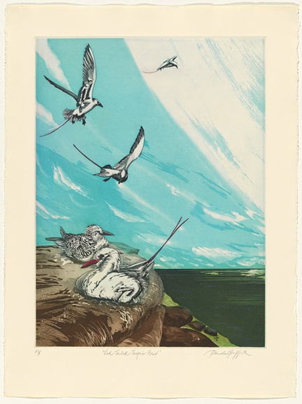 Artist: b'GRIFFITH, Pamela' | Title: b'Red tailed tropic bird' | Date: 1985 | Technique: b'hardground-etching and aquatint, printed in colour, from two zinc plates' | Copyright: b'\xc2\xa9 Pamela Griffith'