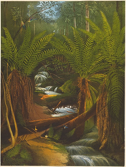 Artist: b'TROEDEL, Charles' | Title: b'Ferntree Gully, Mount Useful, Gipps Land.' | Date: 1865 | Technique: b'lithograph, printed in colour, from multiple stones; additional hand-colouring'