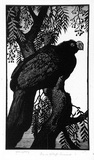 Artist: b'LINDSAY, Lionel' | Title: bPrince Albert's Curassow | Date: 1935 | Technique: b'wood-engraving, printed in black ink, from one block' | Copyright: b'Courtesy of the National Library of Australia'