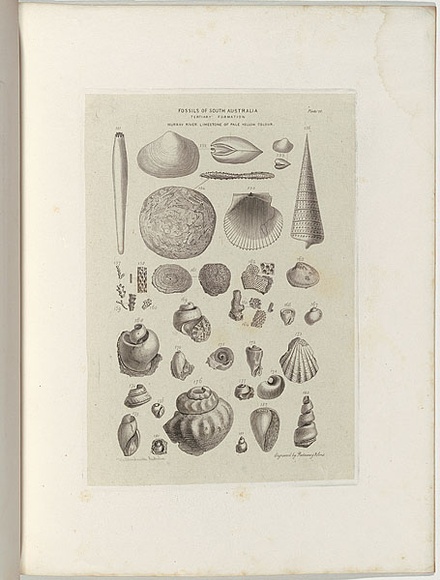 Title: b'Fossils of South Australia.' | Date: 1855-56 | Technique: b'engraving, printed in black ink, from one copper plate'