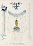 Title: b'Mollusques et zoophytes.' | Date: 1807 | Technique: b'engraving, printed in colour, from one plate'