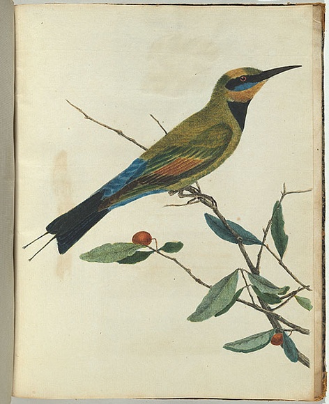 Artist: b'Lewin, J.W.' | Title: b'Mountain bee eater.' | Date: 1803-1805 | Technique: b'etching, printed in black ink, from one copper plate; hand-coloured'