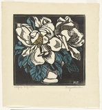 Artist: b'PRESTON, Margaret' | Title: b'Spring magnolia.' | Date: c.1932 | Technique: b'woodcut, printed in black ink, from one block; hand-coloured' | Copyright: b'\xc2\xa9 Margaret Preston. Licensed by VISCOPY, Australia'